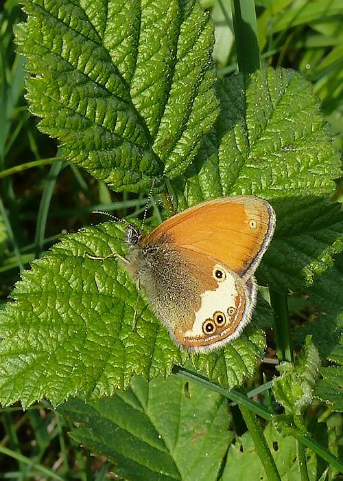 očkáň medničkový Coenonympha arcania