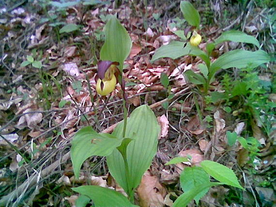 črievičník papučkový Cypripedium calceolus L.