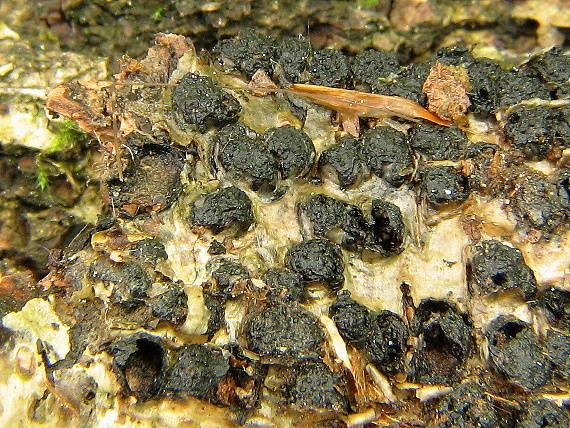 diatrypelka dubová Diatrypella quercina (Pers.) Cooke