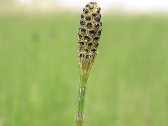 cídivka peřestá-prasličovka pestrá Hippochaete variegata (Schleich.) Bruhin