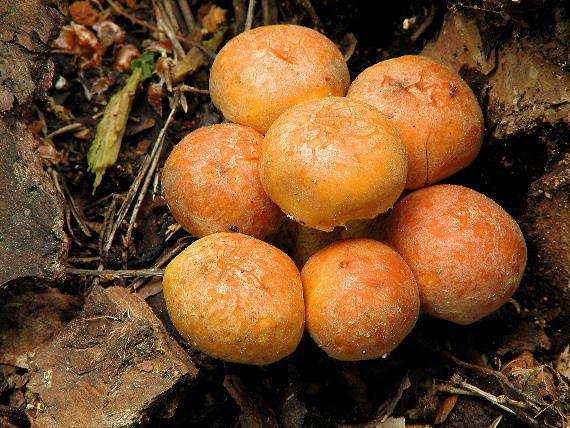 strapcovka zväzkovitá Hypholoma fasciculare (Huds.) P. Kumm.