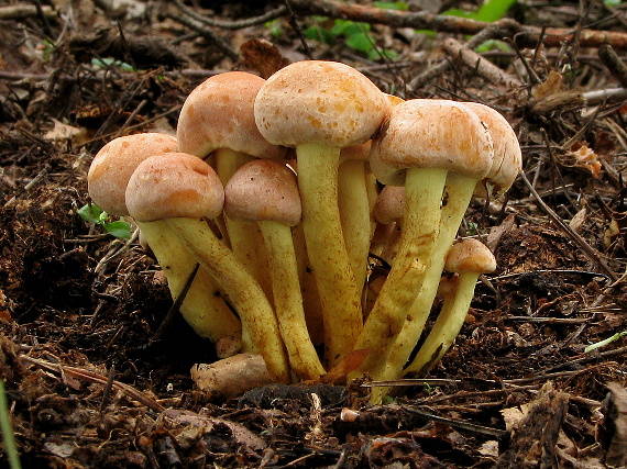 strapcovka zväzkovitá Hypholoma fasciculare (Huds.) P. Kumm.