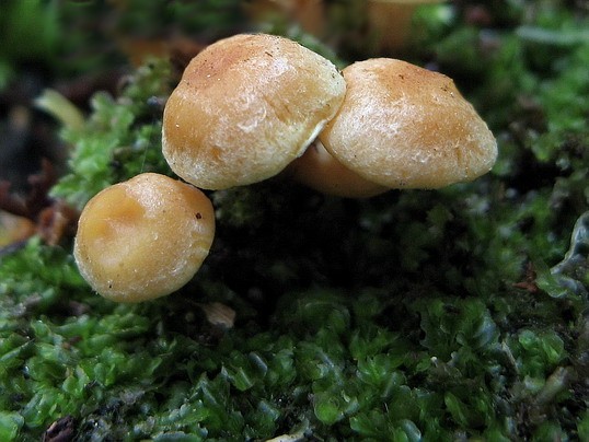 strapcovka zväzkovitá Hypholoma fasciculare (Huds.) P. Kumm.