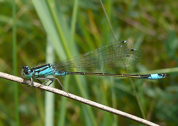 šidielko väčšie Ischnura elegans