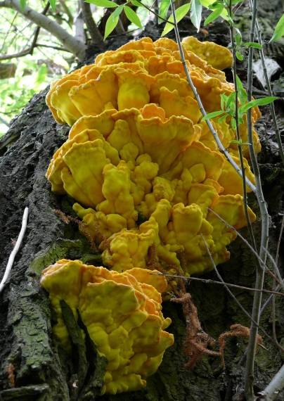 sírovec obyčajný Laetiporus sulphureus (Bull.) Murrill