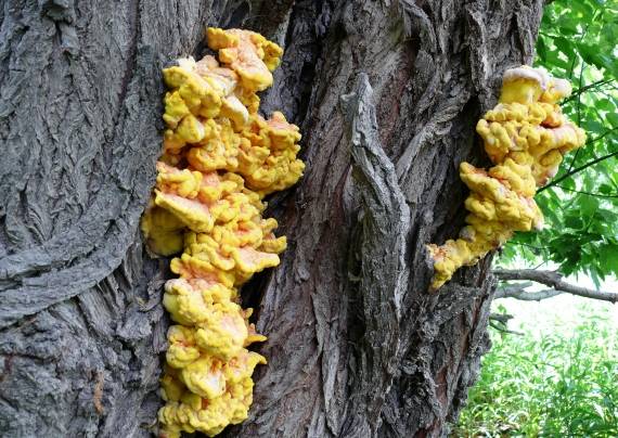 sírovec obyčajný Laetiporus sulphureus (Bull.) Murrill