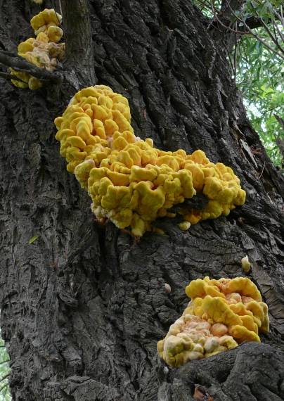 sírovec obyčajný Laetiporus sulphureus (Bull.) Murrill