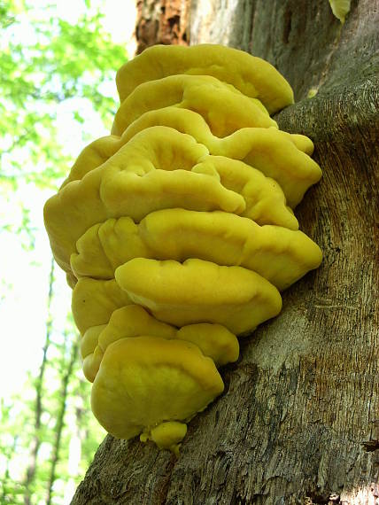 sírovec obyčajný Laetiporus sulphureus (Bull.) Murrill