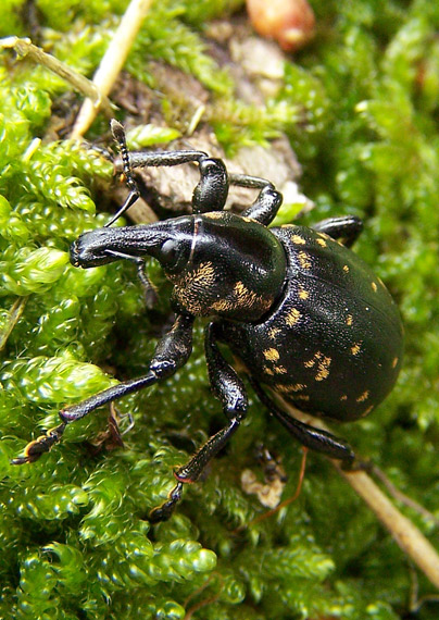 tvrdoň deväťsilový Liparus glabrirostris