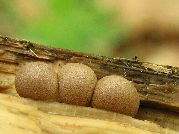 vlčinka červená Lycogala epidendrum (J.C. Buxb. ex L.) Fr.