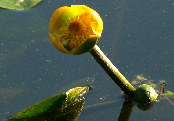 leknica žltá Nuphar lutea (L.) Sm.