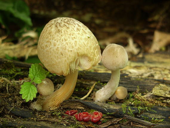 štítovka Pluteus sp.