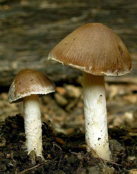 drobuľka Psathyrella sp.