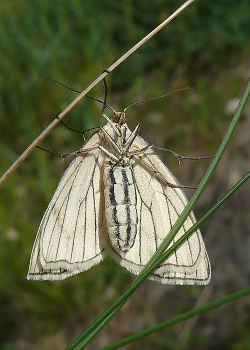 piadivka žilkovaná Siona lineata