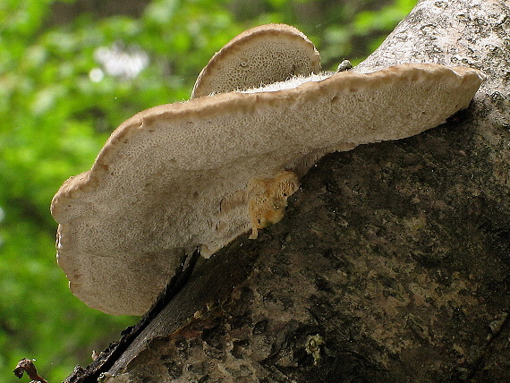 trúdnikovec chlpatý Trametes hirsuta (Wulfen) Lloyd