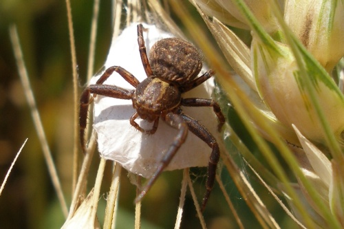 ochranca rodinného hniezda Xysticus robustus (Thomisidae) BeÅ¾nÃ­k veÄ¾kÃ½