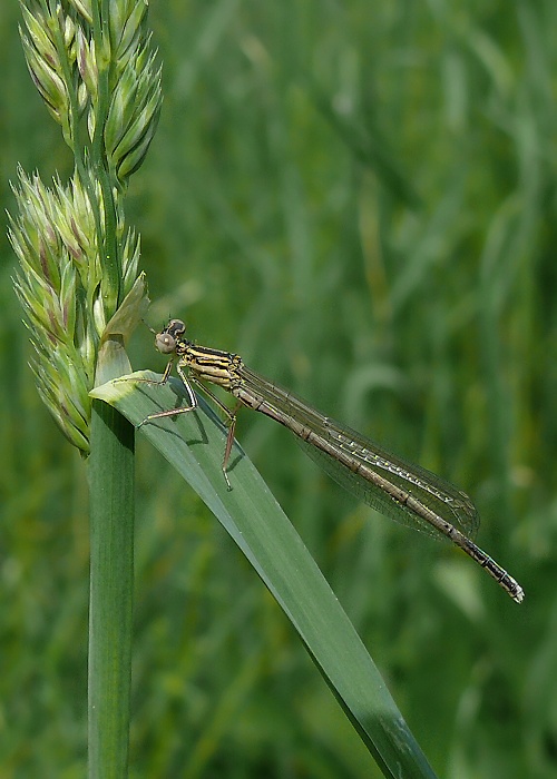 šidlo