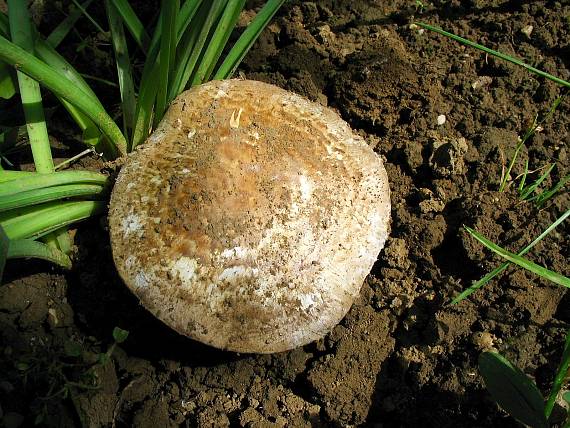 pečiarka Agaricus sp.