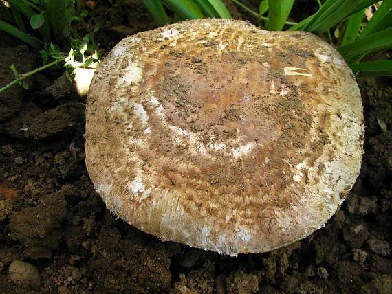 pečiarka Agaricus sp.