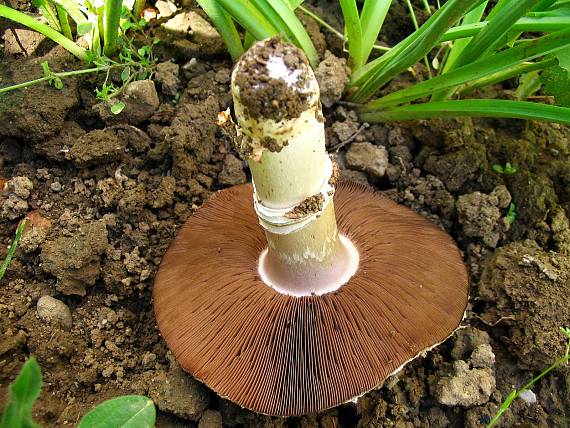 pečiarka Agaricus sp.