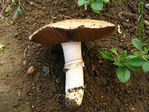 pečiarka Agaricus sp.