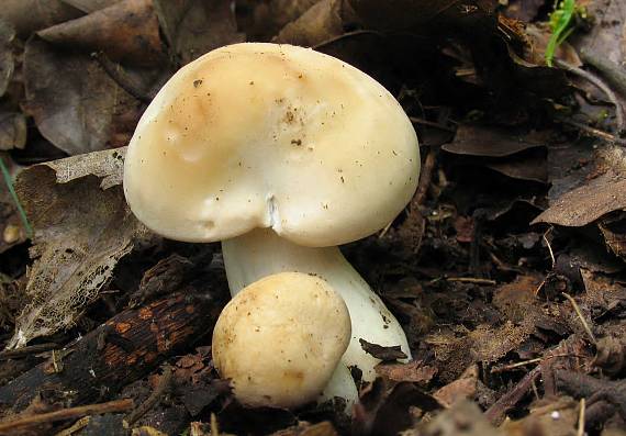 čírovnica májová Calocybe gambosa (Fr.) Donk