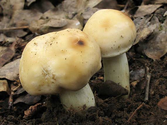 čírovnica májová Calocybe gambosa (Fr.) Donk