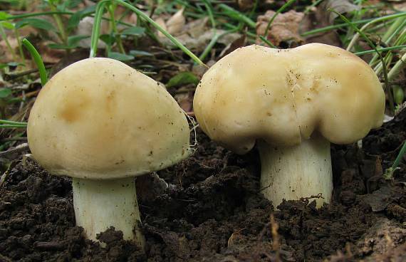 čírovnica májová Calocybe gambosa (Fr.) Donk