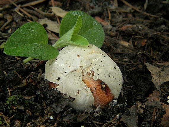 mrežovka červená Clathrus ruber P. Micheli ex Pers.