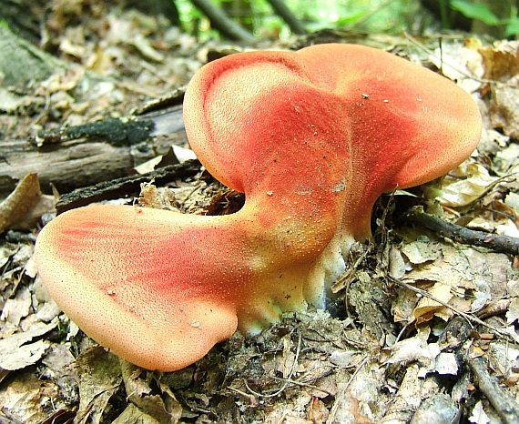 pečeňovec dubový Fistulina hepatica (Schaeff.) ex Fr.