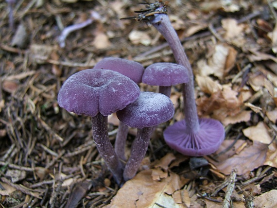 lakovka ametystová Laccaria amethystina (Bull.ex MÃ©rat) Murrill