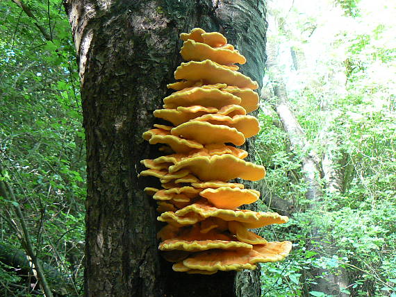 sírovec obyčajný Laetiporus sulphureus (Bull.) Murrill