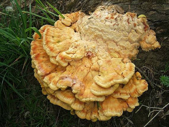 sírovec obyčajný Laetiporus sulphureus (Bull.) Murrill