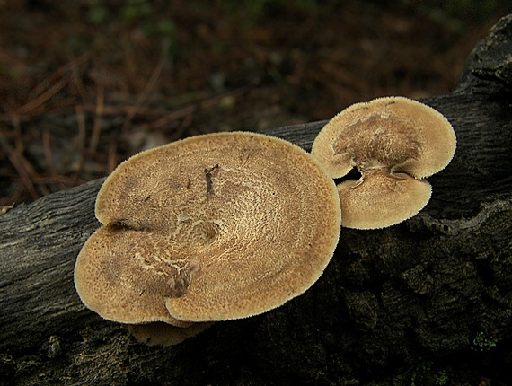 trúdnik plástovitý Lentinus arcularius (Batsch) Zmitr.