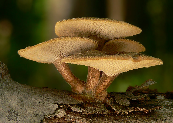 trúdnik plástovitý Lentinus arcularius (Batsch) Zmitr.