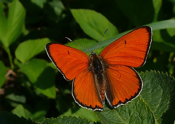 ohniváčik veľký Lycaena dispar