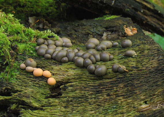 vlčinka červená Lycogala epidendrum (J.C. Buxb. ex L.) Fr.