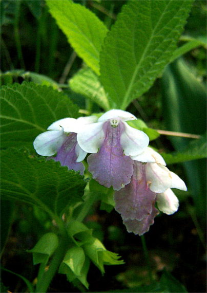 medunica medovkolistá Melittis melissophyllum L.