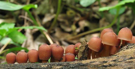 v zástupe... Mycena renati Quél.