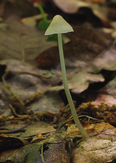 prilbička Mycena sp.