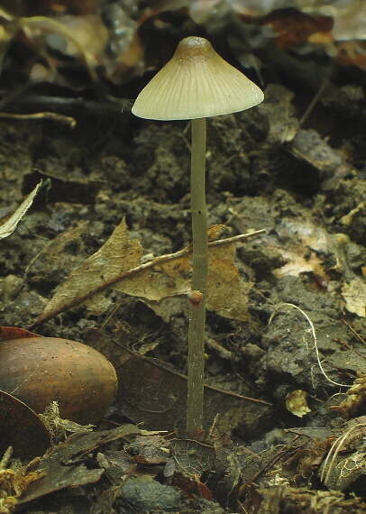 prilbička Mycena sp.