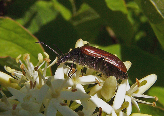 peliar hlohový Omophlus proteus (Alleculidae