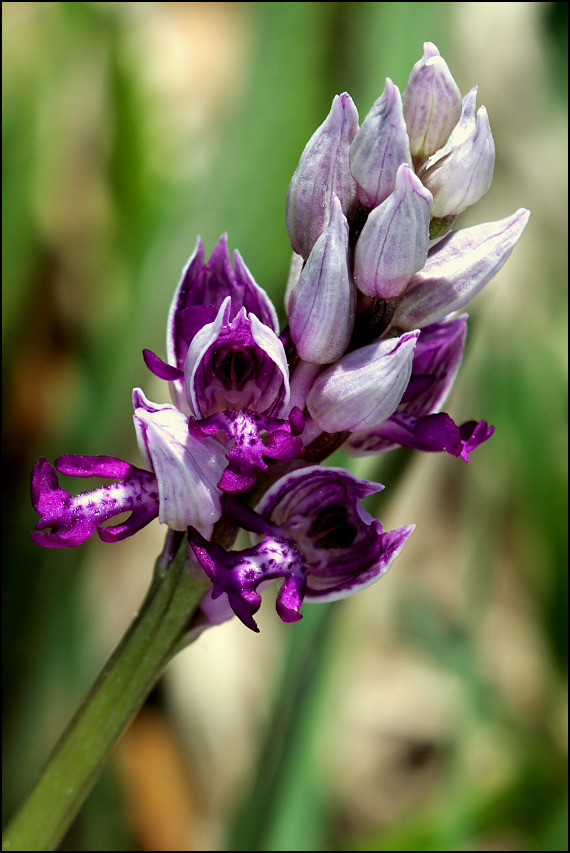 vstavač vojenský Orchis militaris L.