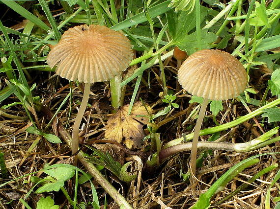 hnojník ozdobný Parasola plicatilis (Curtis) Redhead, Vilgalys & Hopple