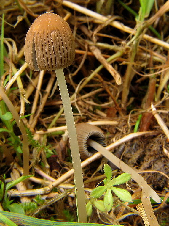 hnojník ozdobný Parasola plicatilis (Curtis) Redhead, Vilgalys & Hopple