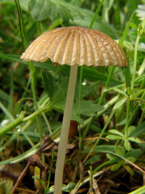 hnojník ozdobný Parasola plicatilis (Curtis) Redhead, Vilgalys & Hopple