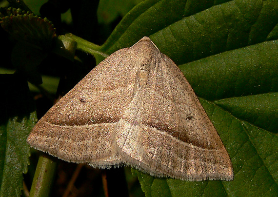 listnatka orličníková Petrophora chlorosata