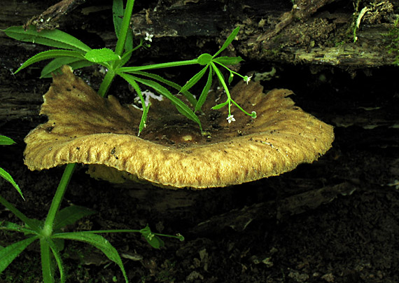 štítovka vláknitá Pluteus umbrosus (Pers.) P. Kumm.