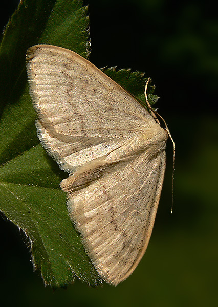 piadica marinková Scopula floslactata