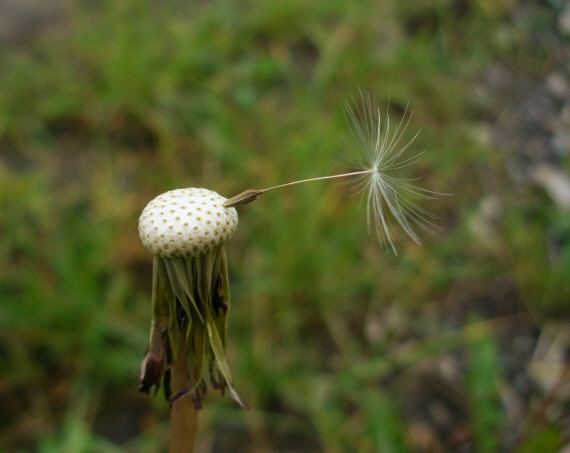 púpava Taraxacum